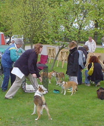 Spidshundepræsentation i Andelslandsbyen i Holbæk